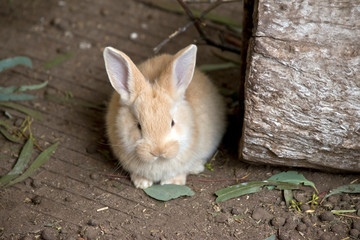 this is a baby rabbit or kit