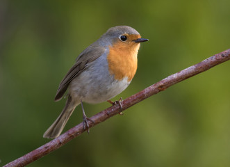 European robin (Erithacus rubecula), a cute little bird.