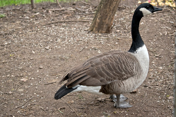 this is a side view of a Canadian goose