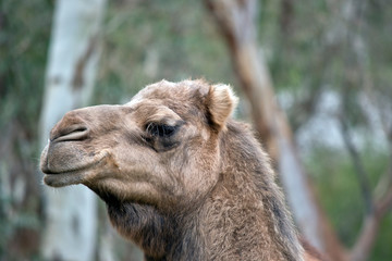 this is a close  up of a camel