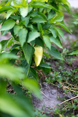Beautiful green peppers in a rural garden