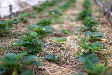 Mulching strawberries in the garden.