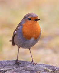 European robin (Erithacus rubecula), a cute little bird.