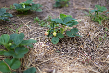 Mulching strawberries in the garden.