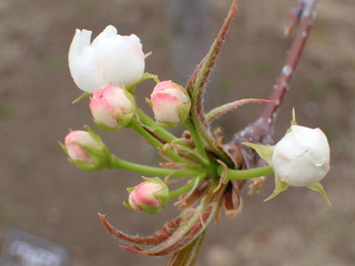 秋に実がなる「イマムラアキ」の花