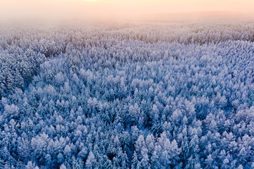 Cold morning starts in coniferous forest, beautiful landscape. Winter concept