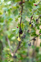 Blackcurrant berries on a bush