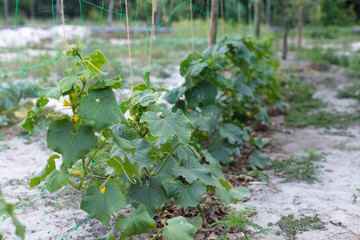 Little unripe cucumbers in a rural garden