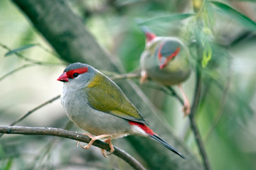 this is a side view of a red browed finch