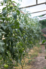 Unripe green tomatoes in a rural greenhouse