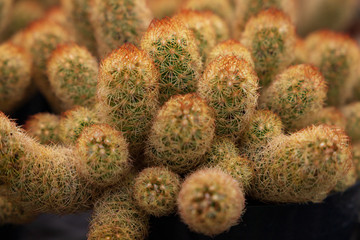 Autumn greenhouse with unique plants