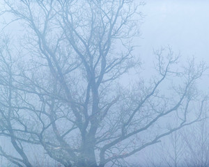 Old bare winter tree in mist.