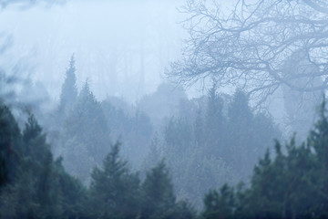 Juniper bushes and bare tree on misty morning in winter.