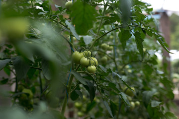 Unripe green tomatoes in a rural greenhouse