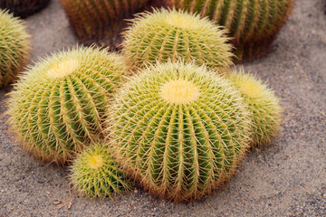 Autumn greenhouse with unique plants
