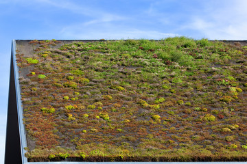 Ecological green roof in the Netherlands