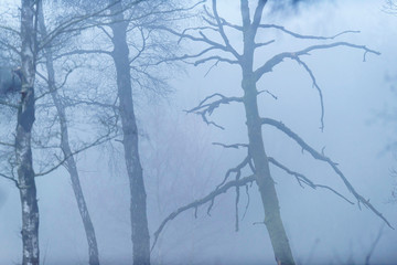 Bare trees on misty morning in winter.