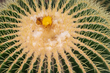 Autumn greenhouse with unique plants