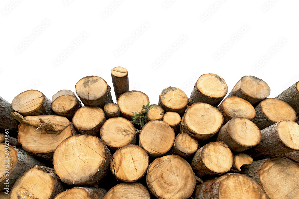 Poster close-up of a group of tree trunks of pine tree cut and stacked. isolated on white background