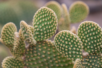 Autumn greenhouse with unique plants