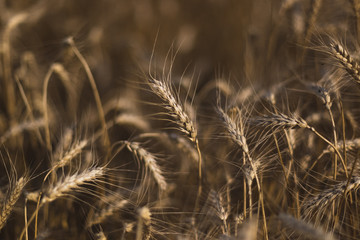 Fototapeta premium Wheat on the field. Plant, nature, rye. Rural summer field landscape