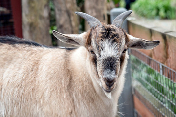 this is a young goat