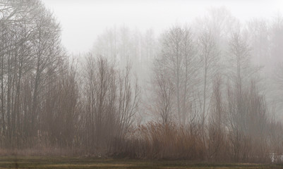 Nature reserve with reed and bare trees in mist.