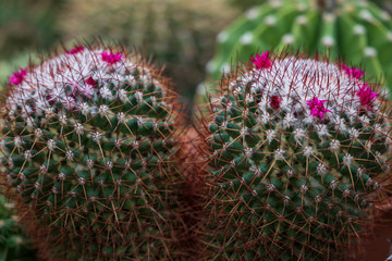 Autumn greenhouse with unique plants