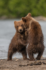 Ruling the landscape, brown bears of Kamchatka (Ursus arctos beringianus)