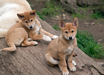 The Week Old Golden Dingo