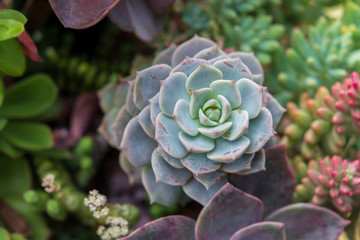 Autumn greenhouse with unique plants