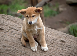 this is an eight week old puppy