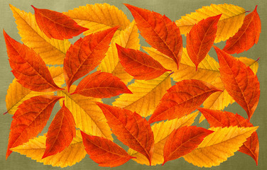 Colorful leaves collage on dark green background, autumn foliage wallpaper	