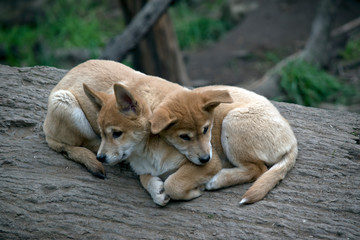 the two dingo puppies are resting