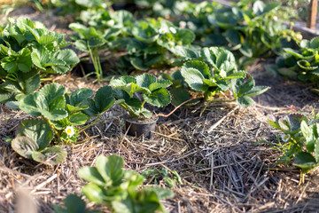 Mulching strawberries in the garden.