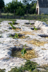 The process of growing grapes in pits. Mulching grapes.