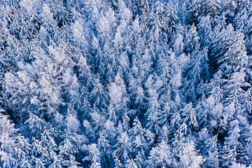 Snow fell down on trees in thick forest, aerial landscape. Spruce and pine in winter