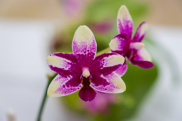 Fototapeta premium Autumn greenhouse with unique plants