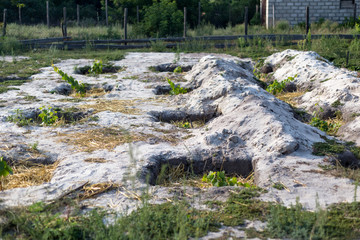 The process of growing grapes in pits. Mulching grapes.