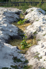 Fototapeta premium The process of growing grapes in pits. Mulching grapes.
