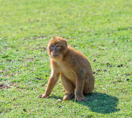 Gibraltar monkey in the grass
