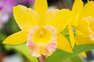 Obraz premium Autumn greenhouse with unique plants
