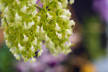 Autumn greenhouse with unique plants
