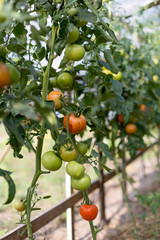 Growing tomatoes in a greenhouse