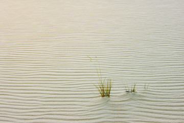 The texture background with the ripple sand surface and lonely green grass