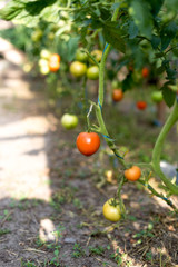 Growing tomatoes in a greenhouse