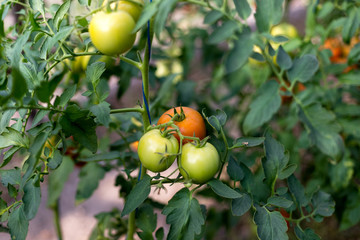 Growing tomatoes in a greenhouse