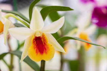 Autumn greenhouse with unique plants