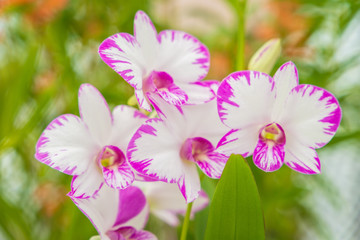 Autumn greenhouse with unique plants