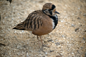 this is an inland dotteral